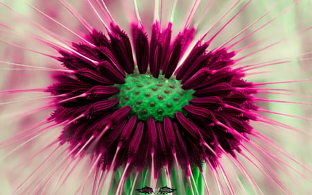 Purple Dandelion - big, purple, flower, dandelion