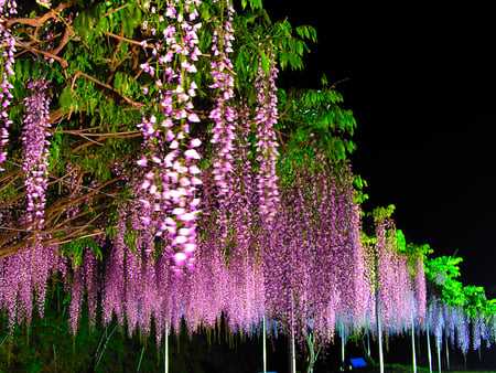 Gorgeous Rattan flowers