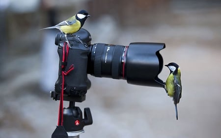 Say Cheese - nature, lens, camera, animals, black, birds