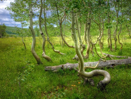 Aspen Grove - grove, trees, aspen, oregon