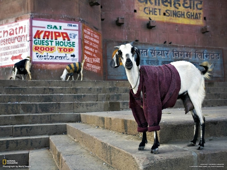 My Walking Clothes - sweater, goat, town, walking