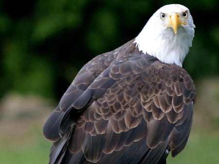 Bald-Eagle--Haliaeetus-leucocephalus - bird, eagle, animal, bald, nice