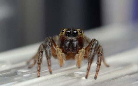 I'm Watching You - spider, eyes, legs, brown