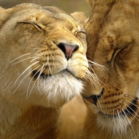 baby_tigers_close_up