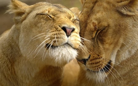 baby_tigers_close_up