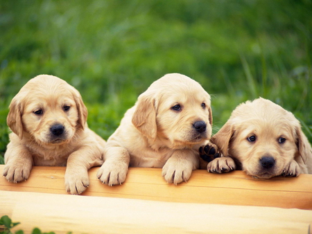 Cute Puppies - picture, cute, cool, puppies