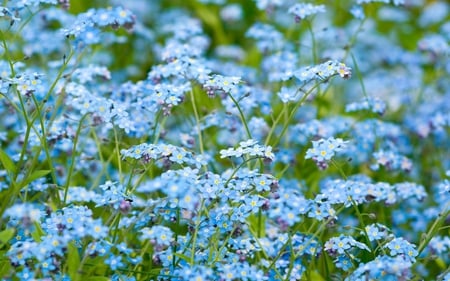 BLUE FLOWERS