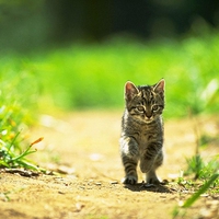Cute-Kitten