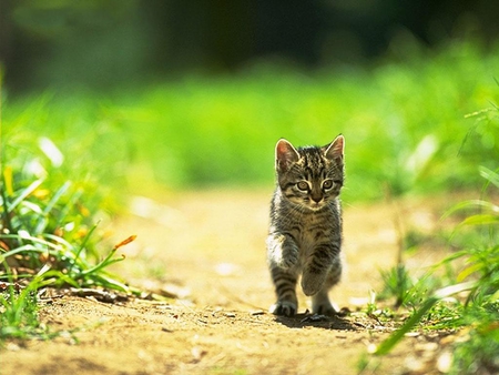 Cute-Kitten - cute, picture, cool, kitten