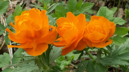 ORANGE PEONIES - flowers, orange, nature, peonies