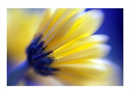 ~ SHINE ~ - yellow, blue, bright, flower, cheerful