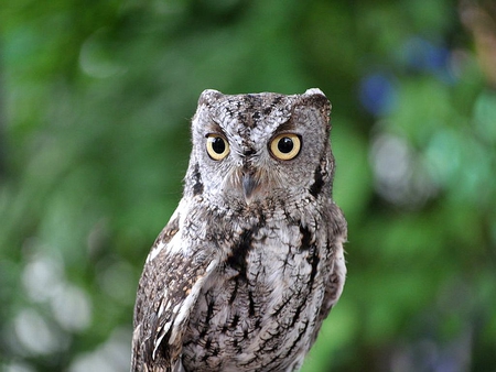 Cute Owl - owl, cool, cute, picture