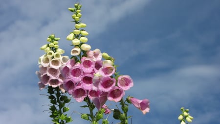 Pink flower - bluesky, happy day, garden, pink flower