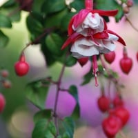 Heart Flowers