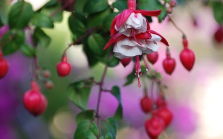 Heart Flowers