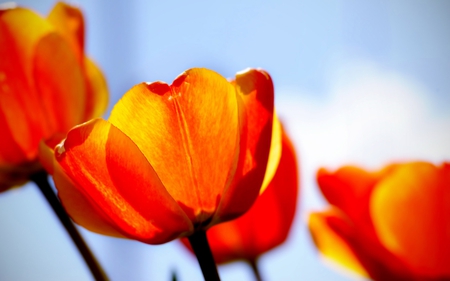 Tulips - tulips, beautiful, flowers, tulip, nature