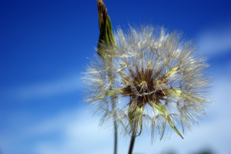 sky - flowers, sky, dandelion, nature