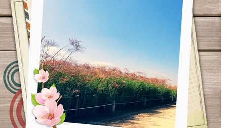 The Field - board, field, photo, collage, sakura, abstract