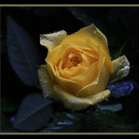 Yellow Rose for Anne