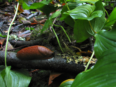 Slug fest - slug, wet, closeup, leaves