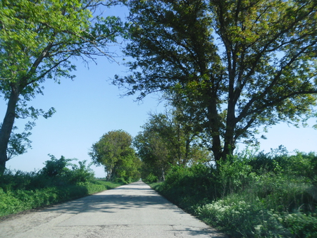 Bulgaria - bulgaria, trees, road