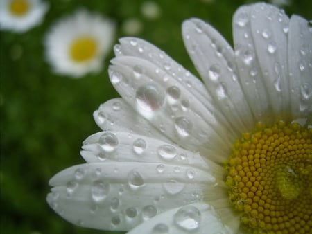 Daizy - daizy, dewdrops, petals, updaizy flowers