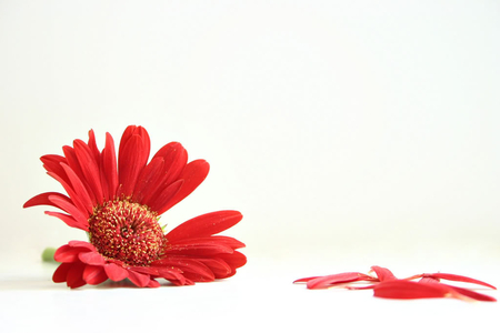 Red Daizy - red, daizy, updaizy, flower, petals