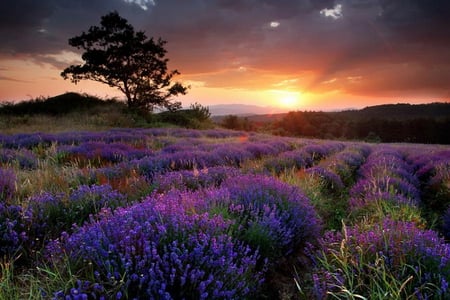 Sunrise - purple, trees, sun, field, flowers, mountains, sunrise