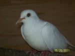 white dove