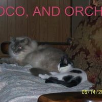 my cat's , coco and orchid