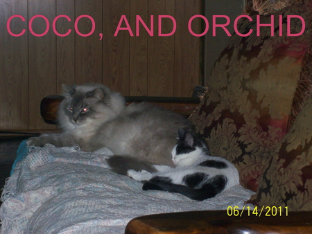 my cat's , coco and orchid - cat, persian, furry, kitten