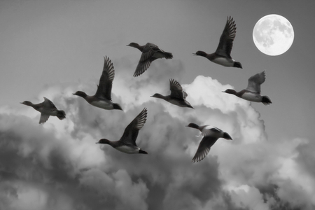 flying home - nature, moon, sky, ducks, animals, birb