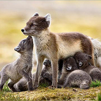 Artic Fox and Young 1