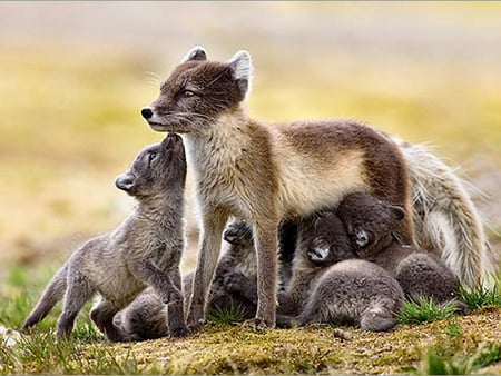 Artic Fox and Young 1 - wildlife, artic, animal, jasper doest, photo, photography, doest, fox