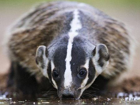 Badger - badger, wildlife, woodhouse, animal, jeremy woodhouse, photo, photography