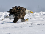 Bald Eagle Walking 2