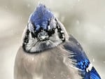 Winter Blue Jay 1