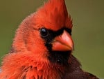 Up Close Cardinal 