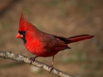 Spring Cardinal in Red F1