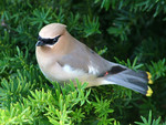 Cedar Waxwing 1