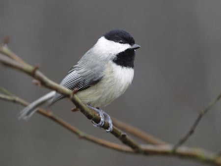 Chickadee - wildlife, bardy, photography, tim bardy, bird, avian, animal, photo, chickadee