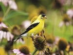 American Goldfinch 2