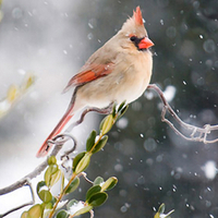 Female Cardinal in a Snow Storm 1