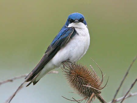 Swallow 2 - bird, dick cronberg, avian, photography, cronberg, photo, animal, swallow, wildlife