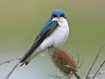 Swallow 2