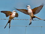 Courting Scissor-tailed Flycatchers 1