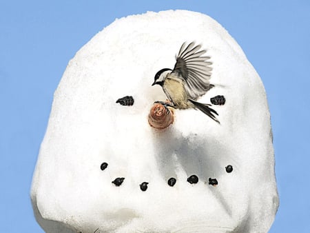 Nose Dive - Chickadee F - bird, snowman, winter, avian, photography, snow, photo, steve byland, byland, animal, chickadee, wildlife