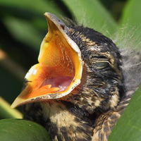 Wide Open - Robin