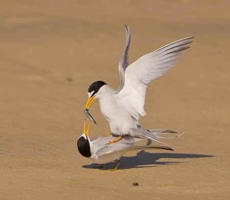 Fighting for a meal ! - fish, funny, fighting, two birds