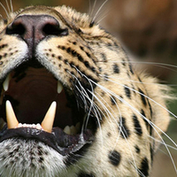 Yawn - Jaguar